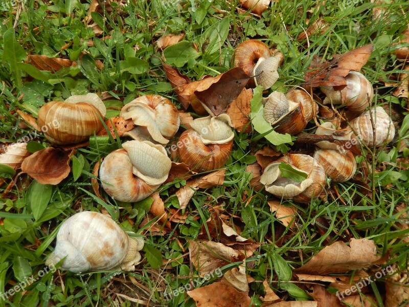 Snails Animals Nature Free Photos