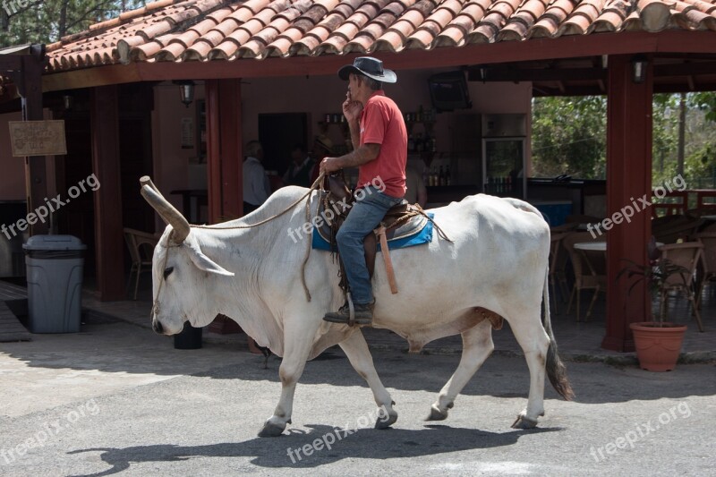 Cuba Water Buffalo Reiter Buffalo Free Photos