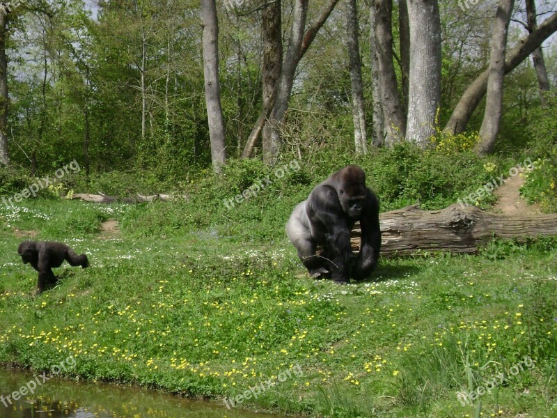 Gorilla Monkey Fauna Free Photos