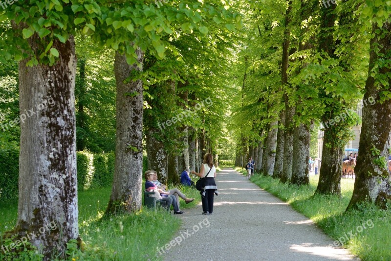 Tree Lined Avenue Human Trees Leaf Roof Avenue