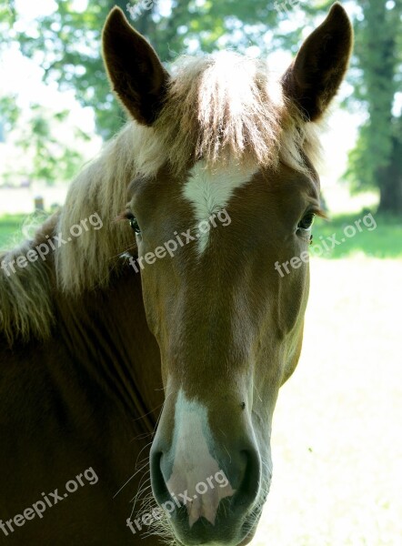 Horse Head Horse Head Face Nostrils