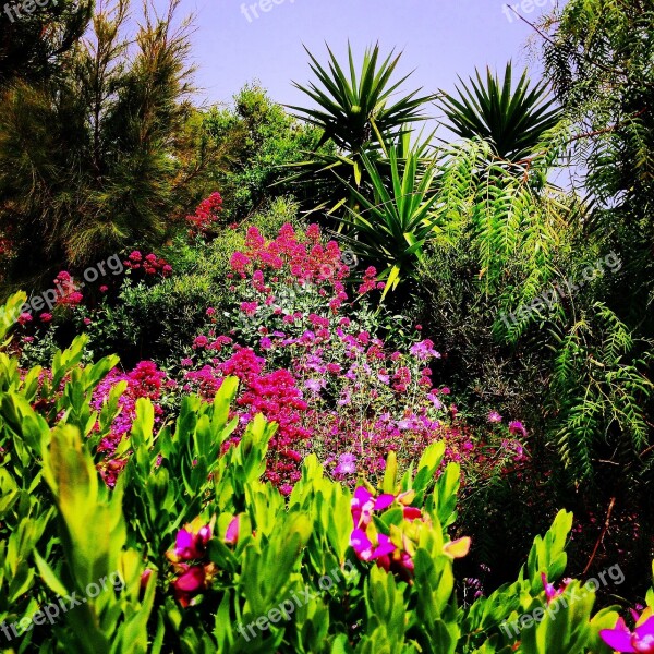 Garden Plants Nature Palm Trees Flowers