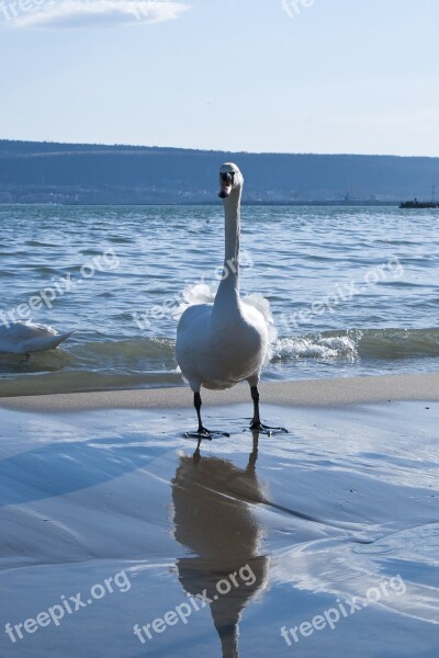 Swan Sea Winter Water Blue