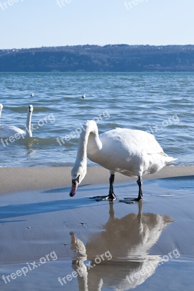 Swan Sea Winter Water Blue