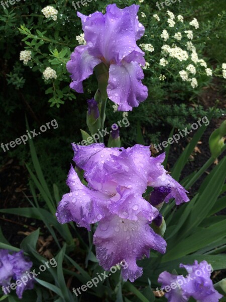 Flowers Iris Purple Floral Blooming