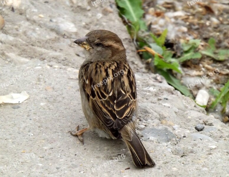 Sparrow Birds Gray Free Photos