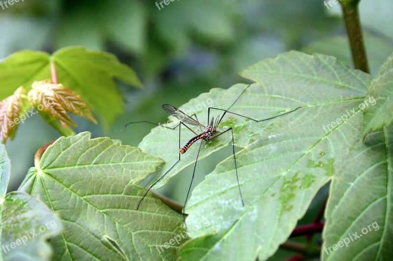 Mosquito Gelsenkirchen Males Nature Free Photos