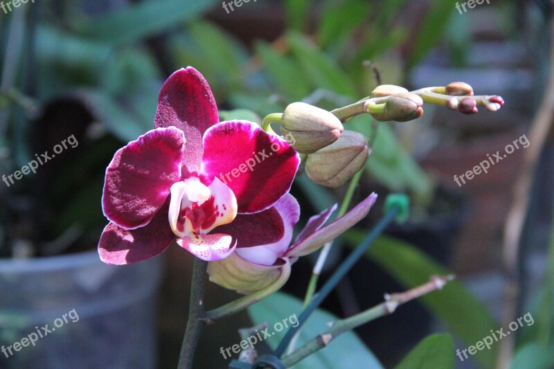 Flowers Nature Fragile Plant Flower