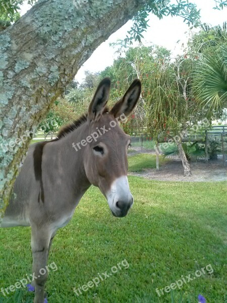 Donkey Big Burro Cute Grey