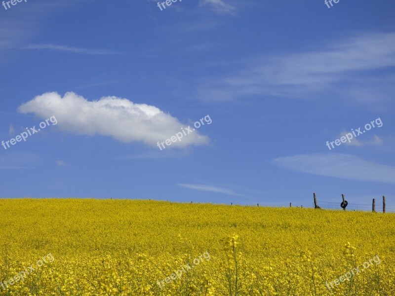 Rapeseed Rapeseed Field Yellow Blue Cloud