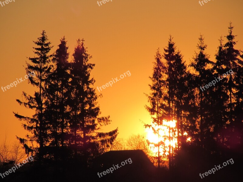 Sunset Trees Fir Silhouette Nature