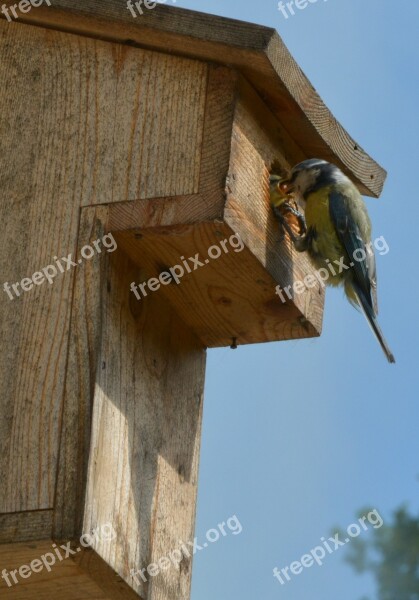 Birds Tits Blue Tit Nature Free Photos