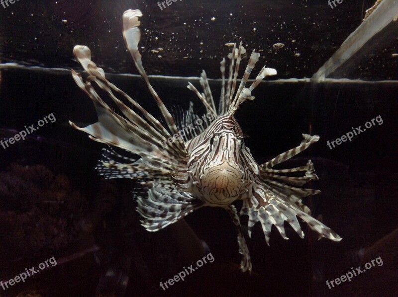 Lionfish Fish Aquarium Water Sea