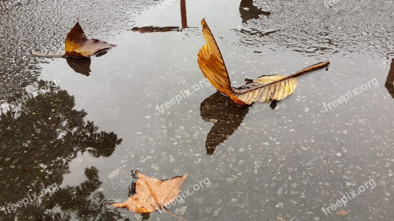 Foliage It's Raining Mood Free Photos