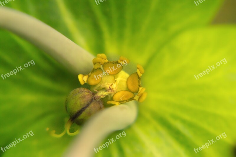 Flower Macro Pistil Heart Seed