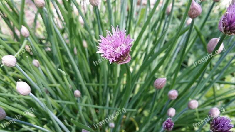 Chives Herb Natural Food Fresh