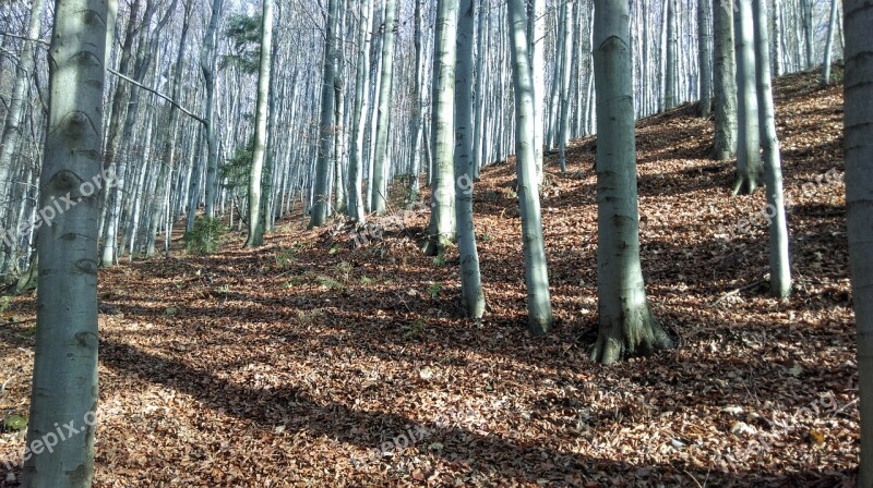 Beskids Poland Mountain Forest Hiking Tree