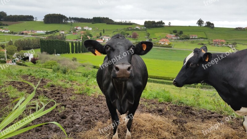 Cow Look Green Animals Livestock