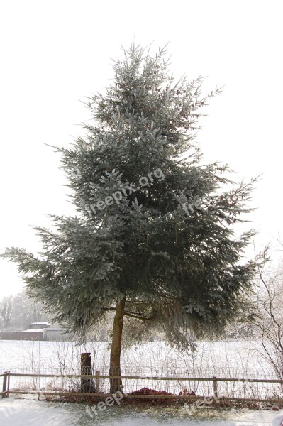 Fir Tree Winter Tree Snow Wintry