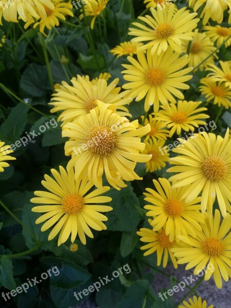 Flower Yellow Yellow Flower Close Up Blossom