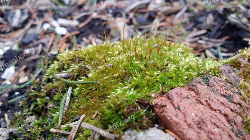 Moss Natural Nature Green Plant