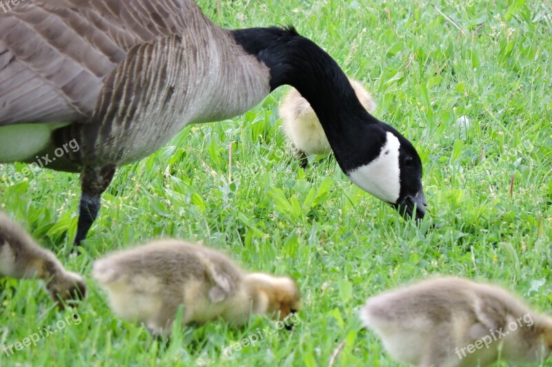 Geese Baby Goose Goose Bird Baby