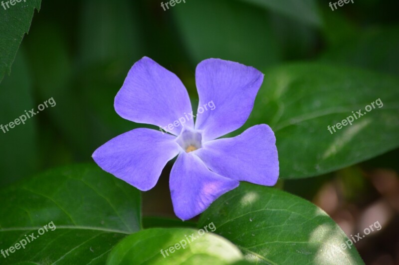 Flower Garden Purple Spring Flora