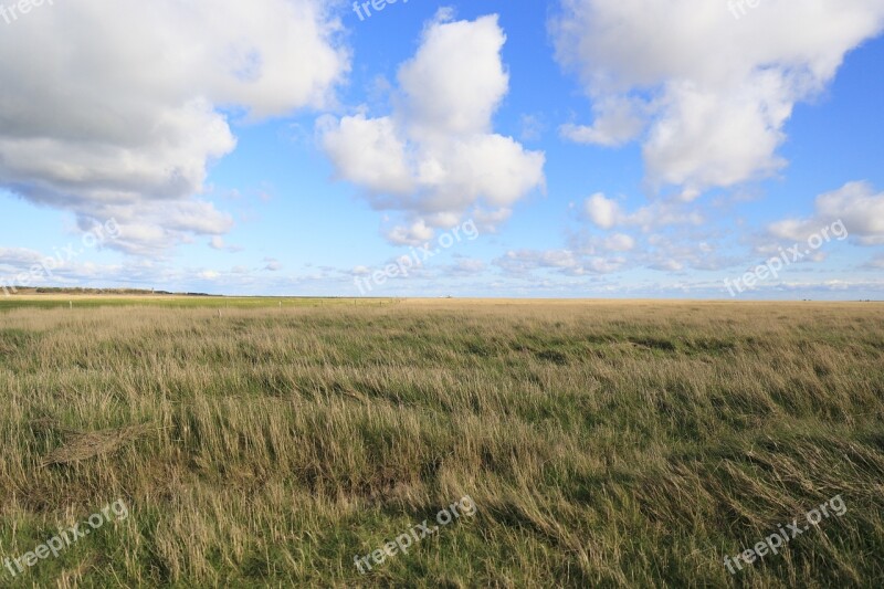 St-peter-ording Salt Meadow North Sea Free Photos