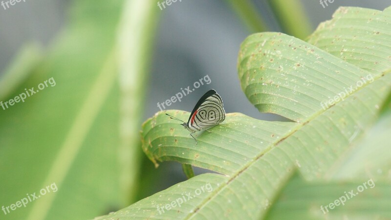 Ecuador Butterfly Green World Nature