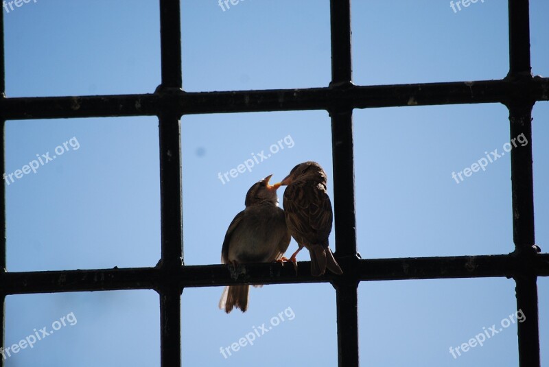 Birds Beak Majestic Free Photos