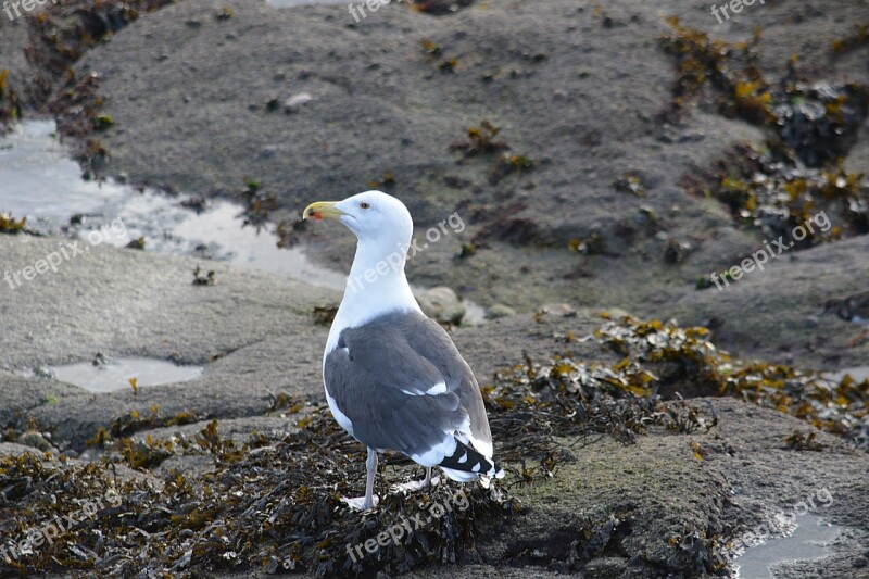 Bird Gull Animal Seagull Nature