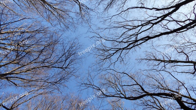 Sky Trees Branch Blue Crown