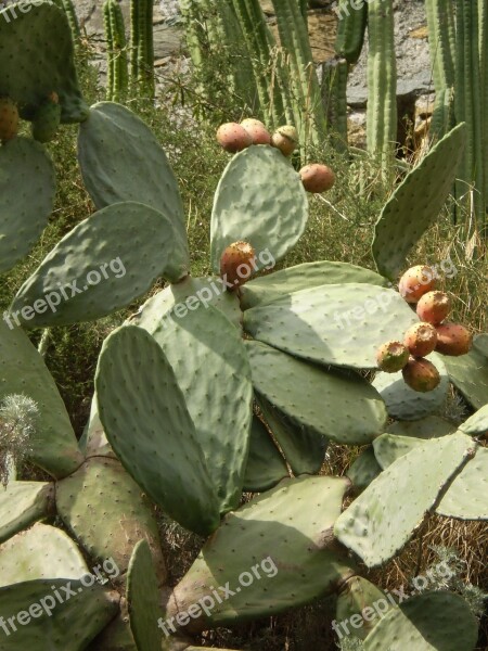 Cactus South Prickly Flowers Plant