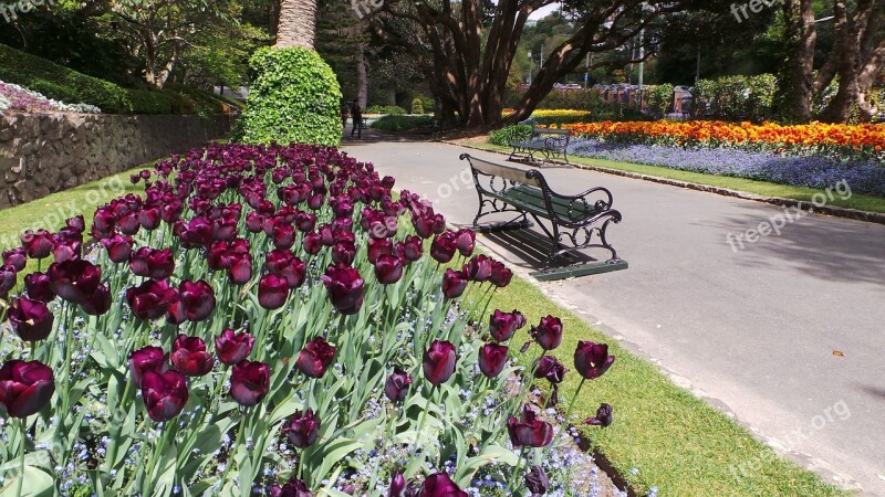 Wellington New Zealand Nz Tulips Park