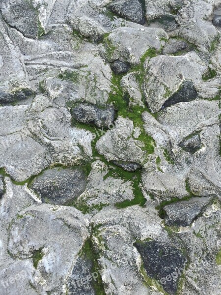 Stones Shore Protection North Sea Seaweed Sea