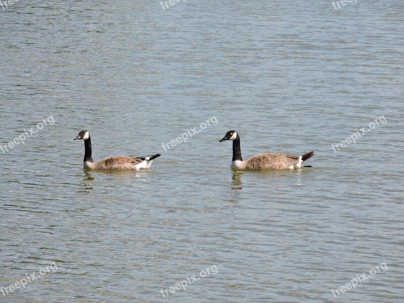 Geese Water Bird Wildlife Animal