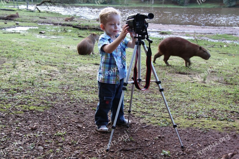 Photographer Swamp Capybara Free Photos