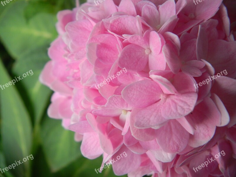 Hydrangea Pink Flowers Gerden Nature