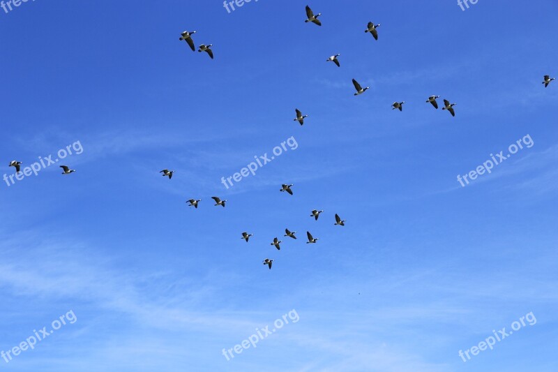 North Sea Nun Geese Wild Geese Free Photos