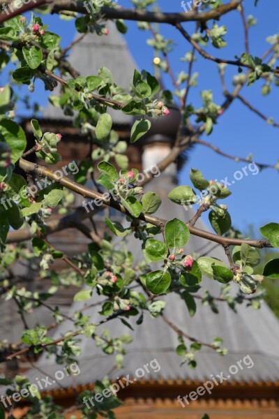 Spring Apple Tree Moore Free Photos