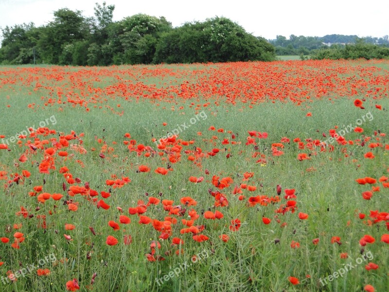 Poppy Field Of Poppies Klatschmohn Red Red Poppy