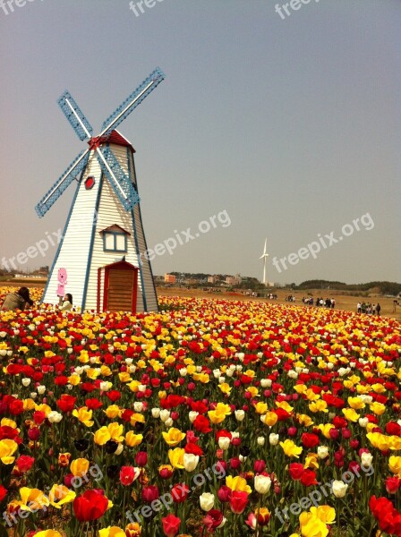 Tulip Windmill Field Colorful Free Photos