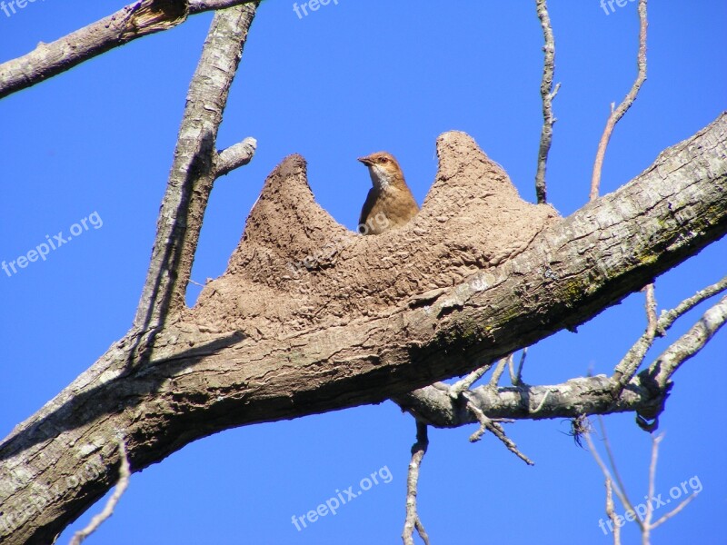 Bird Rufous Hornero Nest Mud Sky