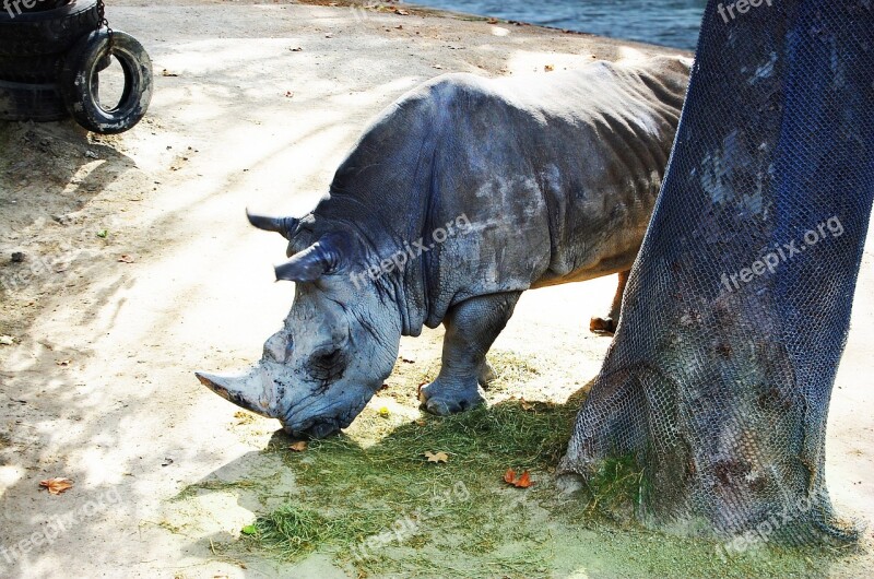 Rhino Animal Africa Safari Free Photos