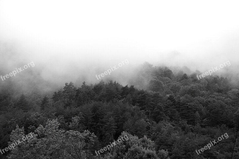 Fog Trees Forest Nature Landscape