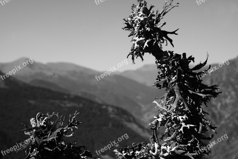 Plants Mountain Summit Tundra Nature