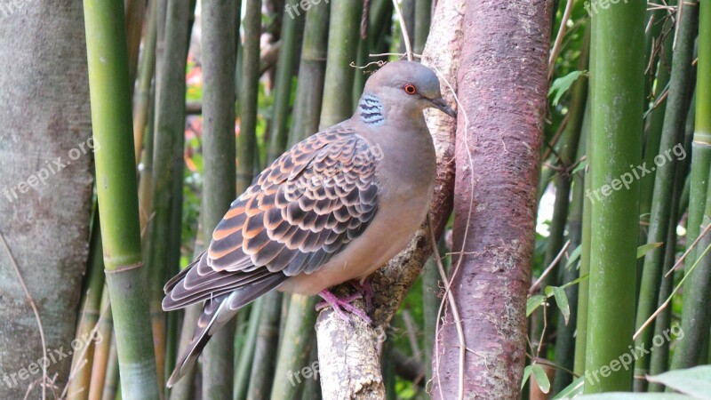 Zoo Wildlife Dove Animal Birds