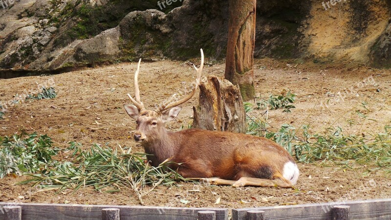 Deer Zoo Ueno Tokyo Japan