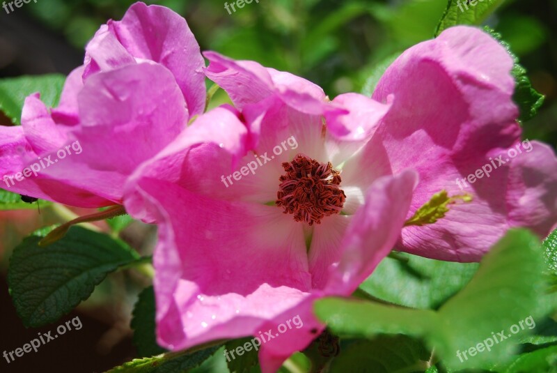 Wild Rose Flower Pink Free Photos