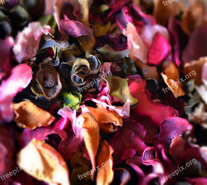 Potpourri Scent Color Free Photos